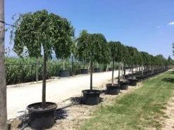 Japanse Treursierkers (Prunus 'White Fountain') -Groene Wereld white fountaine 1 2