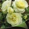 Stamroos (Rosa 'White Meilove') 2 Stamroos (Rosa 'White Meilove') -Groene Wereld white meilove v