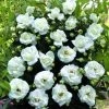 Klimroos (Rosa 'White New Dawn') 1 Klimroos (Rosa 'White New Dawn') -Groene Wereld white new dawn 1