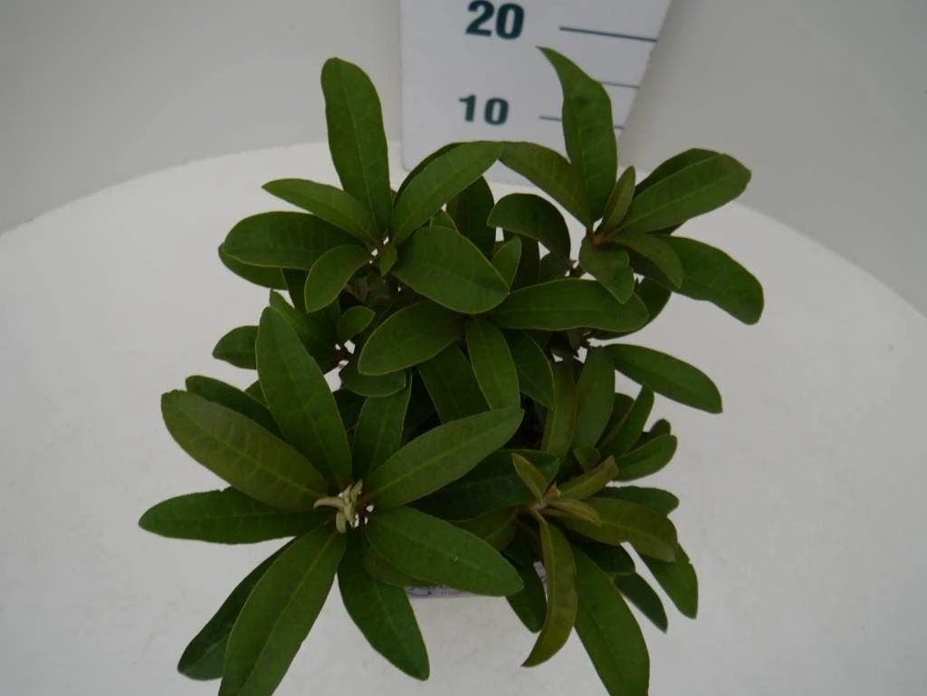 Rhododendron (Rhododendron 'Wilgen's Ruby') 5 Rhododendron (Rhododendron 'Wilgen's Ruby') - Afbeelding 3