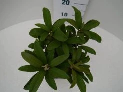 Rhododendron (Rhododendron 'Wilgen's Ruby') -Groene Wereld wilgens ruby c2 boven