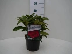 Rhododendron (Rhododendron 'Wilgen's Ruby') -Groene Wereld wilgens ruby c2 voor