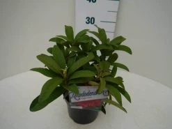 Rhododendron (Rhododendron 'Wilgen's Ruby') -Groene Wereld wilgens ruby c2 zij