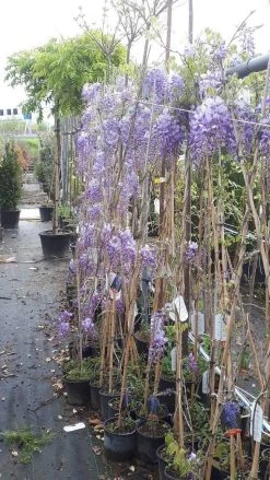 Blauwe Regen (Wisteria Sinensis 'Prolific') -Groene Wereld wisteria 1 1