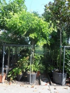 Blauwe Regen Als Boom (Wisteria Sinensis 'Prolific') -Groene Wereld wisteria 10 12ho cont