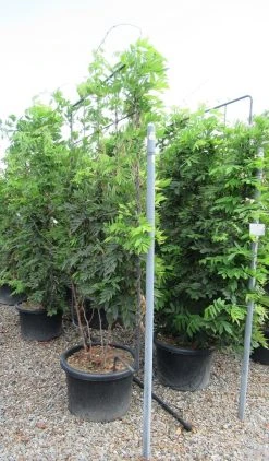 Blauwe Regen Als Leivorm (Wisteria Brachybotrys 'Yokohama Fuji') 18 Blauwe Regen Als Leivorm (Wisteria Brachybotrys 'Yokohama Fuji') -Groene Wereld wisteria 110x180 leivorm