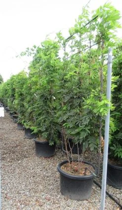 Blauwe Regen Als Leivorm (Wisteria Brachybotrys 'Yokohama Fuji') 17 Blauwe Regen Als Leivorm (Wisteria Brachybotrys 'Yokohama Fuji') -Groene Wereld wisteria 110x180 leivorm 2