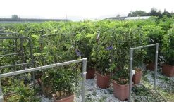 Blauwe Regen Als Leivorm (Wisteria Brachybotrys 'Yokohama Fuji') 15 Blauwe Regen Als Leivorm (Wisteria Brachybotrys 'Yokohama Fuji') -Groene Wereld wisteria 52x110 leivorm 2 1