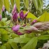 Blauwe Regen Op Stam (Wisteria Sinensis 'Rose') -Groene Wereld wisteria bloem 1