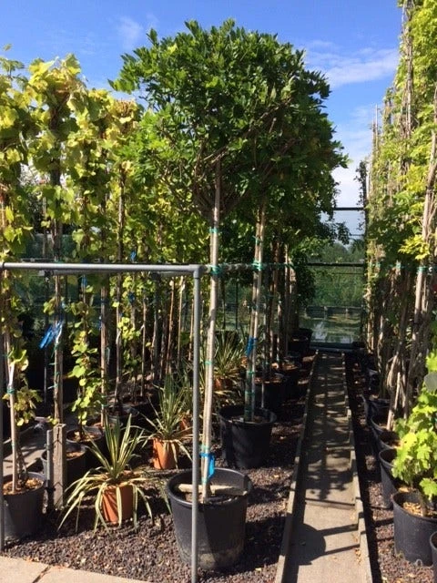 Blauwe Regen Als Boom (Wisteria Sinensis 'Alba') 3 Blauwe Regen Als Boom (Wisteria Sinensis 'Alba')