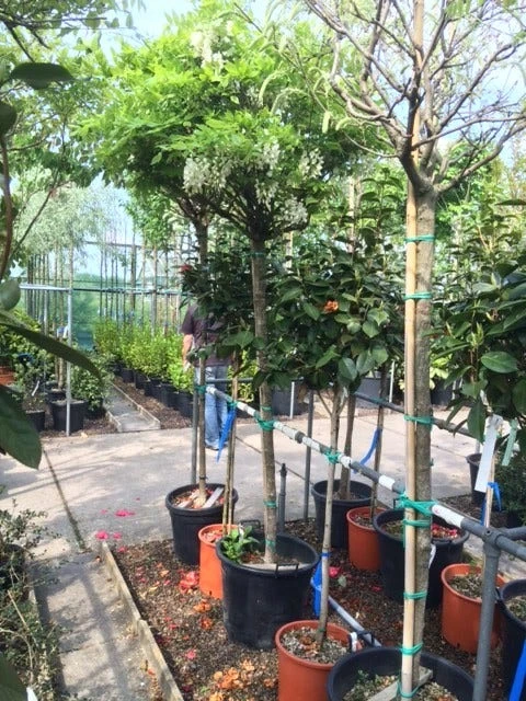 Blauwe Regen Als Boom (Wisteria Sinensis 'Alba') 4 Blauwe Regen Als Boom (Wisteria Sinensis 'Alba') - Afbeelding 2