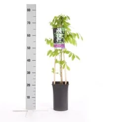 Japanse Blauwe Regen, Wit (Wisteria Floribunda 'Alba') 11 Japanse Blauwe Regen, Wit (Wisteria Floribunda 'Alba') -Groene Wereld wisteria floribunda alba 1