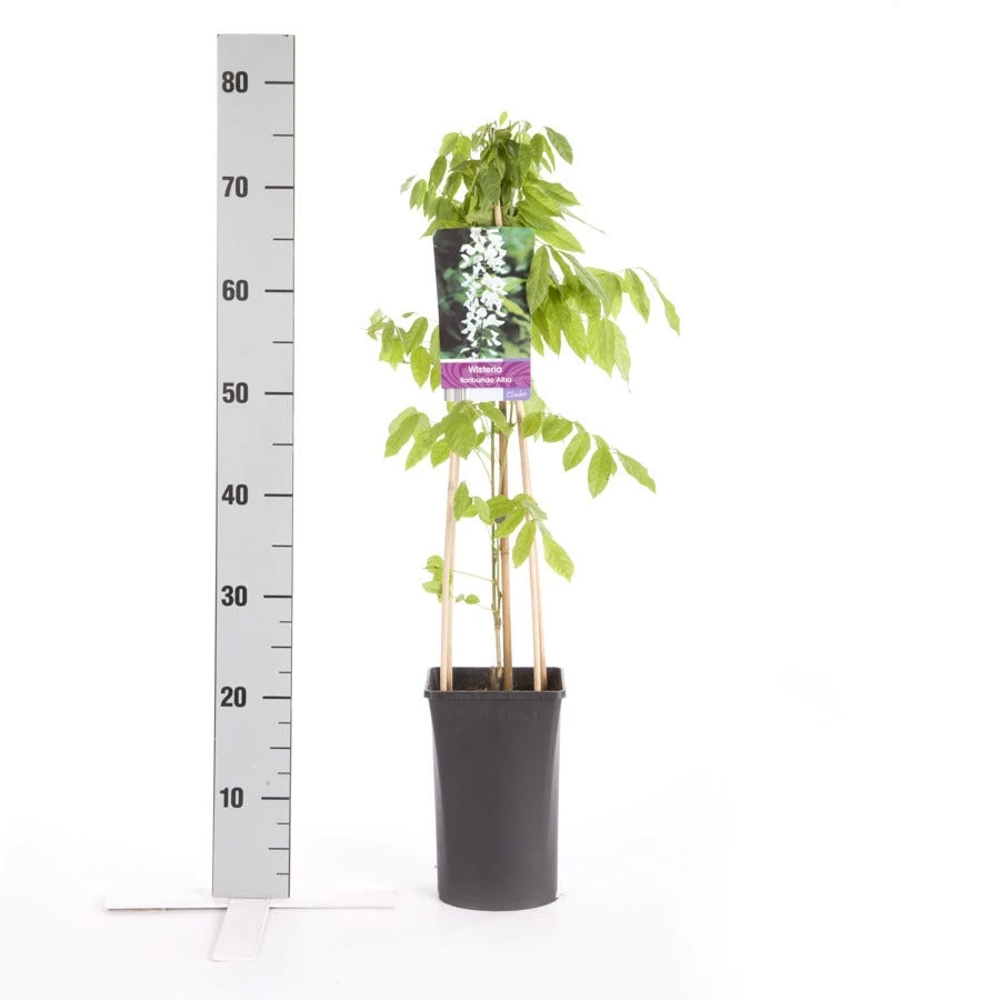 Japanse Blauwe Regen, Wit (Wisteria Floribunda 'Alba') 5 Japanse Blauwe Regen, Wit (Wisteria Floribunda 'Alba') - Afbeelding 3