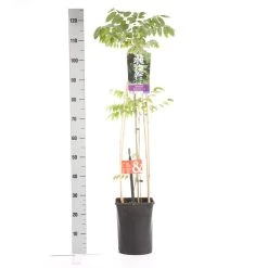 Japanse Blauwe Regen, Wit (Wisteria Floribunda 'Alba') 12 Japanse Blauwe Regen, Wit (Wisteria Floribunda 'Alba') -Groene Wereld wisteria floribunda alba 1.00 1.25 1