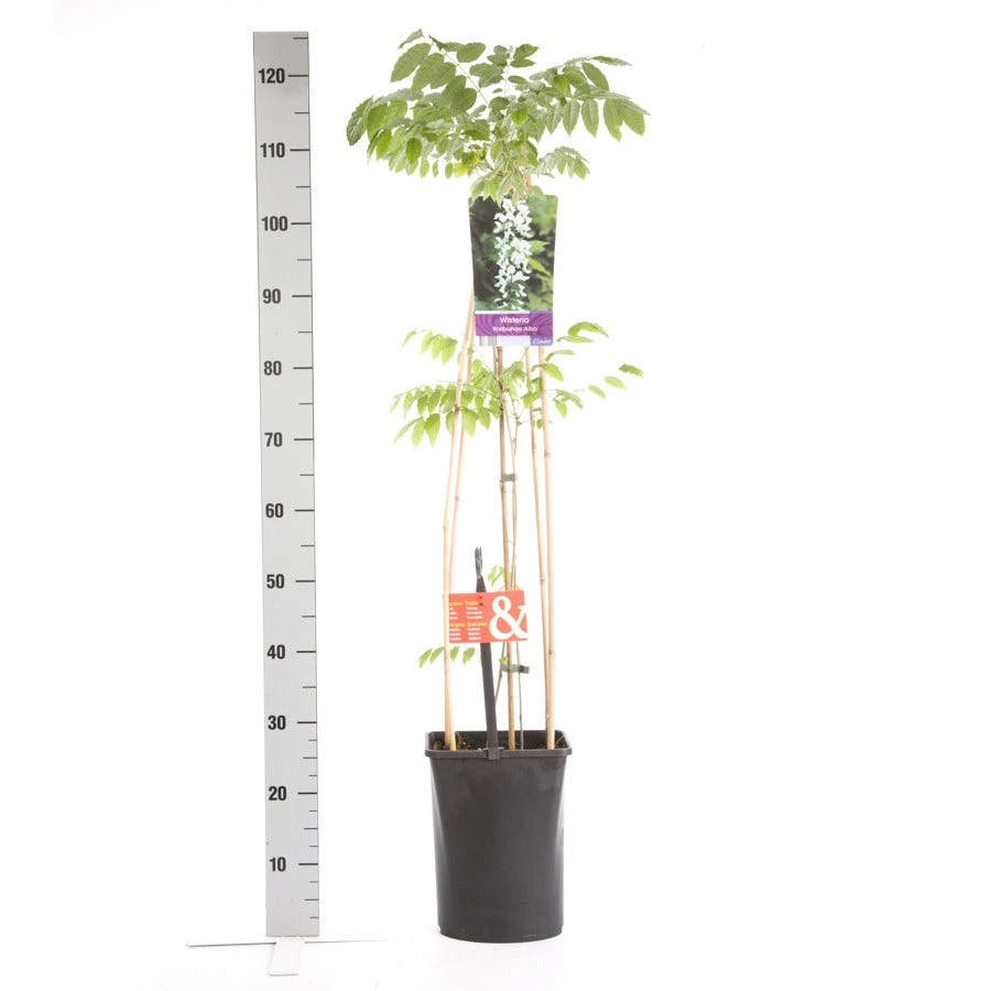 Japanse Blauwe Regen, Wit (Wisteria Floribunda 'Alba') 6 Japanse Blauwe Regen, Wit (Wisteria Floribunda 'Alba') - Afbeelding 4