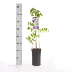 Blauwe Regen, Roze (Wisteria Floribunda 'Rosea') -Groene Wereld wisteria floribunda rosea