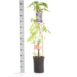 Blauwe Regen, Roze (Wisteria Floribunda 'Rosea') -Groene Wereld wisteria floribunda rosea 1.00 1.25