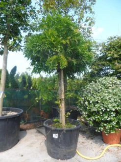 Blauwe Regen, Roze (Wisteria Floribunda 'Rosea') -Groene Wereld wisteria floribunda rosea oude stam