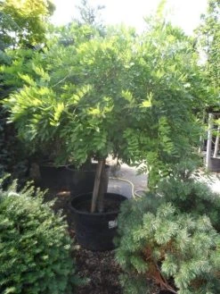 Blauwe Regen Op Stam (Wisteria Sinensis 'Alba') -Groene Wereld wisteria halfstam c240 extra