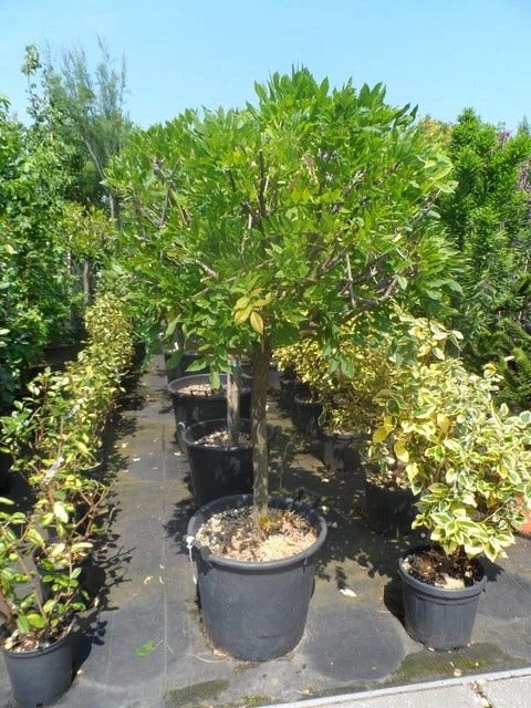 Blauwe Regen Op Stam (Wisteria Sinensis 'Prolific') 4 Blauwe Regen Op Stam (Wisteria Sinensis 'Prolific') - Afbeelding 2