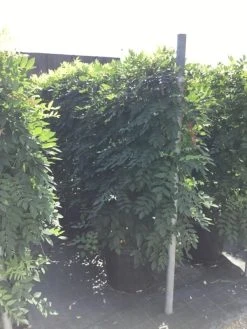 Blauwe Regen Als Leivorm (Wisteria Brachybotrys 'Yokohama Fuji') 14 Blauwe Regen Als Leivorm (Wisteria Brachybotrys 'Yokohama Fuji') -Groene Wereld wisteria lage leivorm 2