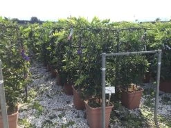 Blauwe Regen Als Leivorm (Wisteria Brachybotrys 'Yokohama Fuji') 13 Blauwe Regen Als Leivorm (Wisteria Brachybotrys 'Yokohama Fuji') -Groene Wereld wisteria lage leivorm c18 1