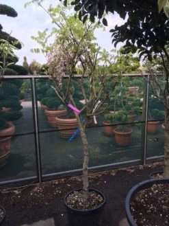 Blauwe Regen Als Boom (Wisteria Sinensis 'Prolific') -Groene Wereld wisteria rose alleen als halfstam 1