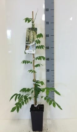 Japanse Blauwe Regen, Wit (Wisteria Floribunda 'Alba') 15 Japanse Blauwe Regen, Wit (Wisteria Floribunda 'Alba') -Groene Wereld wisteria sin. alba 80 100 c2 1