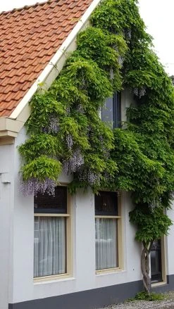 Blauwe Regen (Wisteria Sinensis 'Prolific') -Groene Wereld wisteria sin. prolific 1