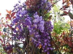 Blauwe Regen (Wisteria Sinensis 'Prolific') -Groene Wereld wisteria sin. prolific 2