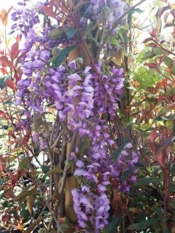 Blauwe Regen (Wisteria Sinensis 'Prolific') -Groene Wereld wisteria sin. prolific 3 1