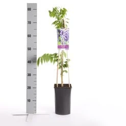 Blauwe Regen (Wisteria Sinensis) 13 Blauwe Regen (Wisteria Sinensis) -Groene Wereld wisteria sinensis