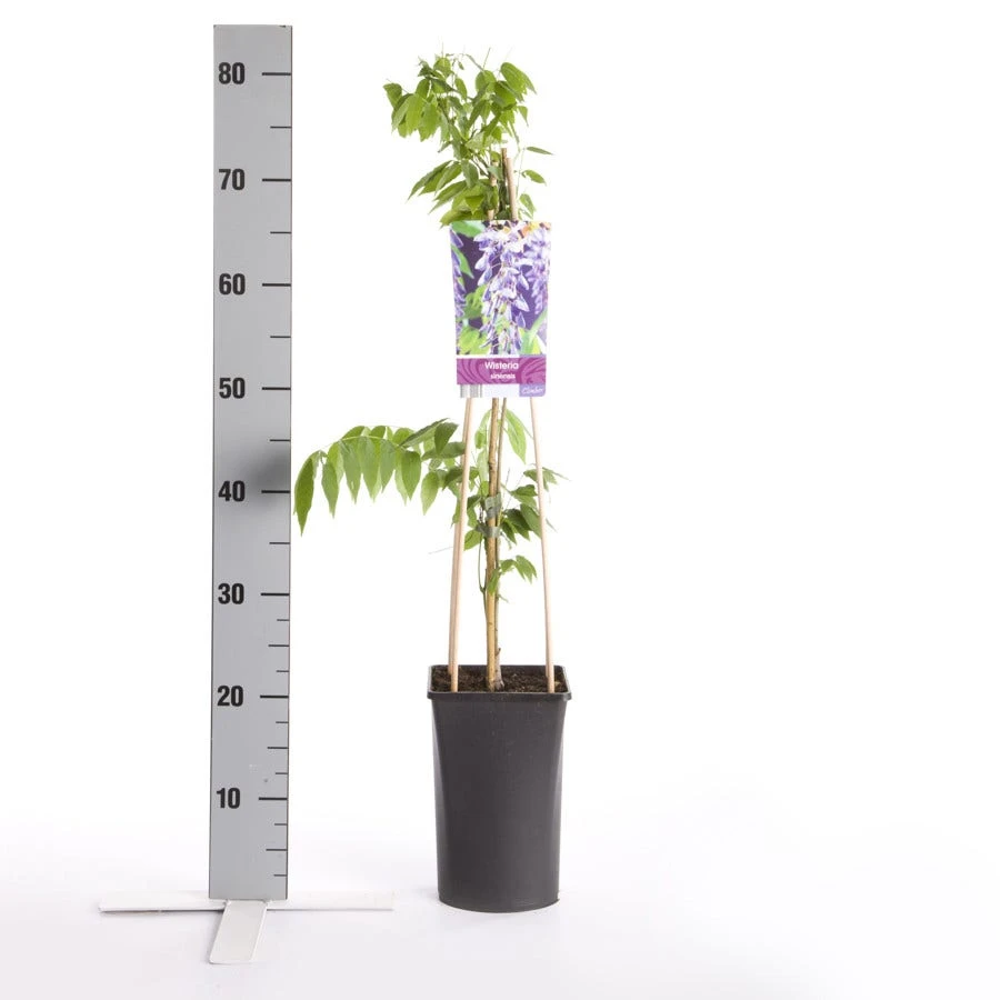 Blauwe Regen (Wisteria Sinensis) 6 Blauwe Regen (Wisteria Sinensis) - Afbeelding 4
