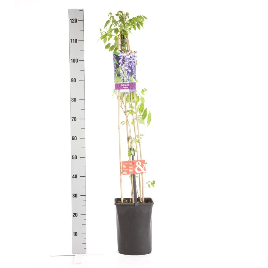 Blauwe Regen (Wisteria Sinensis) 5 Blauwe Regen (Wisteria Sinensis) - Afbeelding 3