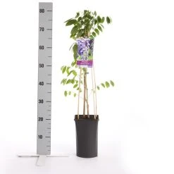 Blauwe Regen (Wisteria Sinensis 'Prolific') -Groene Wereld wisteria sinensis prolific 1