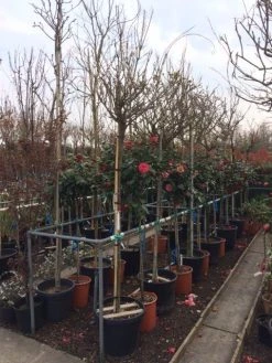 Blauwe Regen Als Boom (Wisteria Sinensis 'Alba') 7 Blauwe Regen Als Boom (Wisteria Sinensis 'Alba') -Groene Wereld wisteria wit 1