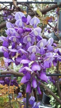 Blauwe Regen Als Leivorm (Wisteria Brachybotrys 'Yokohama Fuji') 19 Blauwe Regen Als Leivorm (Wisteria Brachybotrys 'Yokohama Fuji') -Groene Wereld wisteria yokohama fji 1