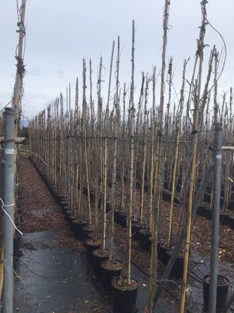 Blauweregen (Wisteria Floribunda 'Domino') 4 Blauweregen (Wisteria Floribunda 'Domino') - Afbeelding 2