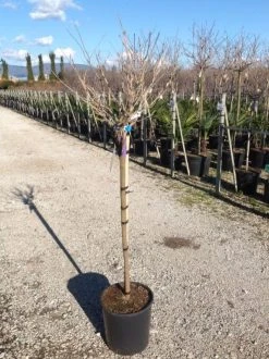 Blauwe Regen Als Halfstam (Wisteria Floribunda 'Issai') -Groene Wereld wisteriaflorissaihalfstam02