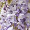 Blauweregen Als Boom (Wisteria Floribunda 'Black Dragon') -Groene Wereld wisteriaroyalpurple01 1