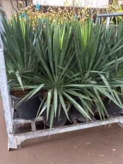 Palmlelie (Yucca Gloriosa) 34 Palmlelie (Yucca Gloriosa) -Groene Wereld yucca 1 1