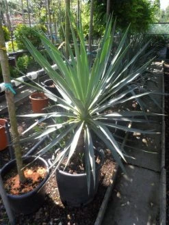 Palmlelie (Yucca Gloriosa) -Groene Wereld yucca gloriosa 100 125 c50
