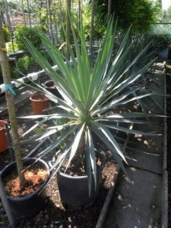 Palmlelie (Yucca Gloriosa) -Groene Wereld yucca gloriosa 100 125 c50 1