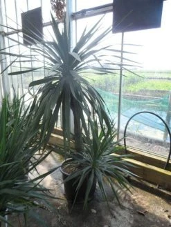 Palmlelie (Yucca Gloriosa) -Groene Wereld yucca gloriosa 100stam c50