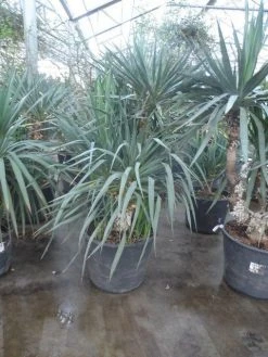 Palmlelie (Yucca Gloriosa) 27 Palmlelie (Yucca Gloriosa) -Groene Wereld yucca gloriosa 140 160 1