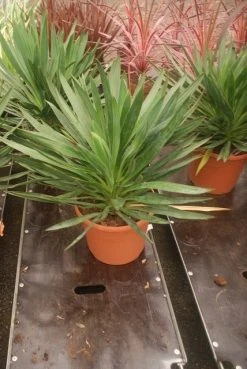 Palmlelie (Yucca Gloriosa) -Groene Wereld yucca gloriosa 2