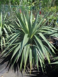 Palmlelie (Yucca Gloriosa) -Groene Wereld yucca gloriosa 80 100 c35