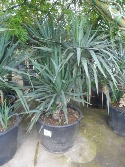 Palmlelie (Yucca Gloriosa) -Groene Wereld yucca gloriosa boomvorm c130