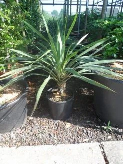 Palmlelie (Yucca Gloriosa) -Groene Wereld yucca gloriosa c12 15