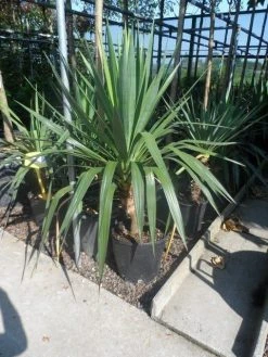 Palmlelie (Yucca Gloriosa) -Groene Wereld yucca gloriosa c20 60 80